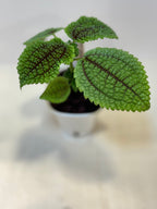 Pilea Mollis 'Moon Valley' - 3" Self-Watering Pot