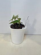 Begonia Amphioxus - 3" Self-Watering Pot