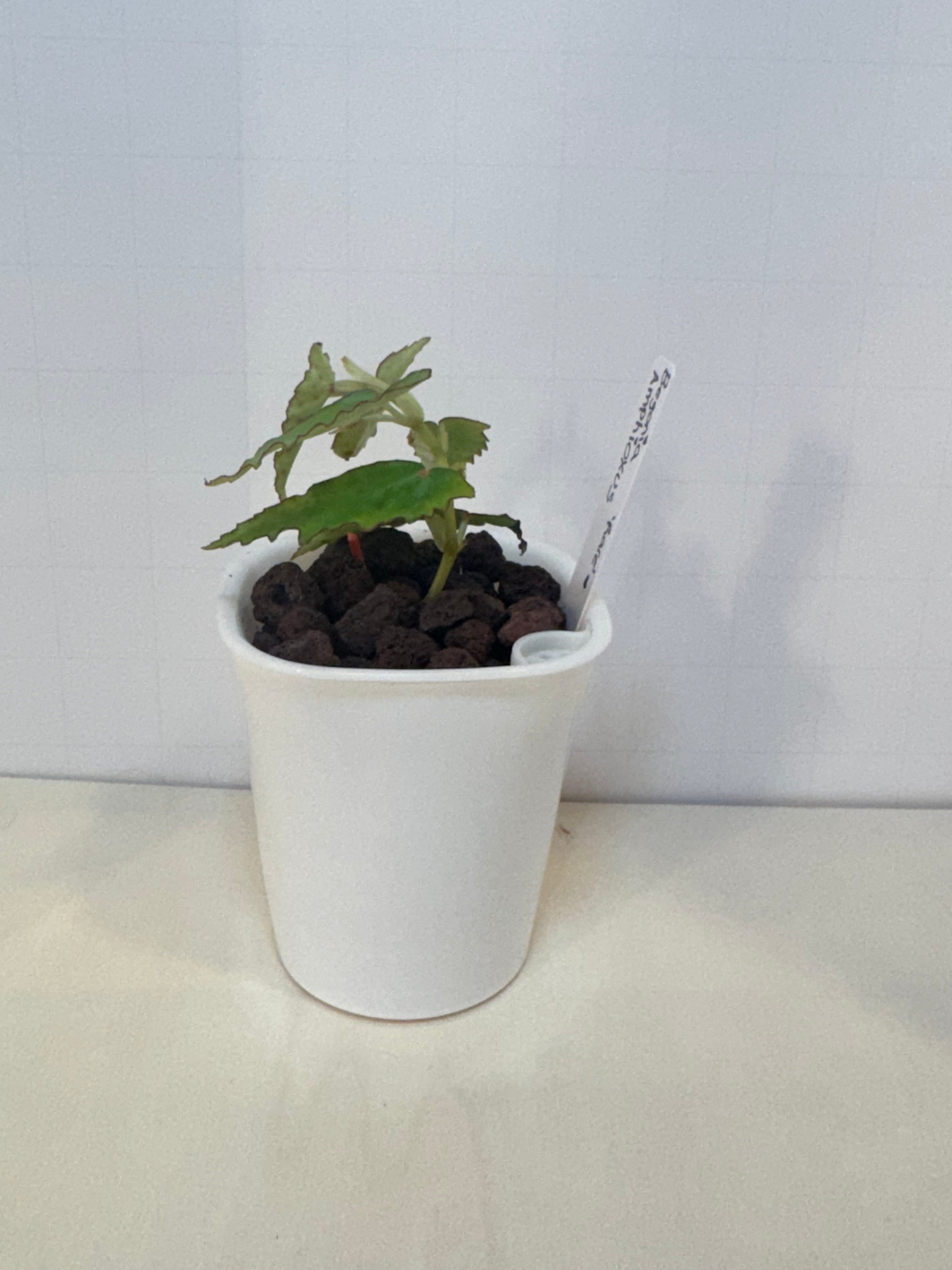 Begonia Amphioxus - 3" Self-Watering Pot