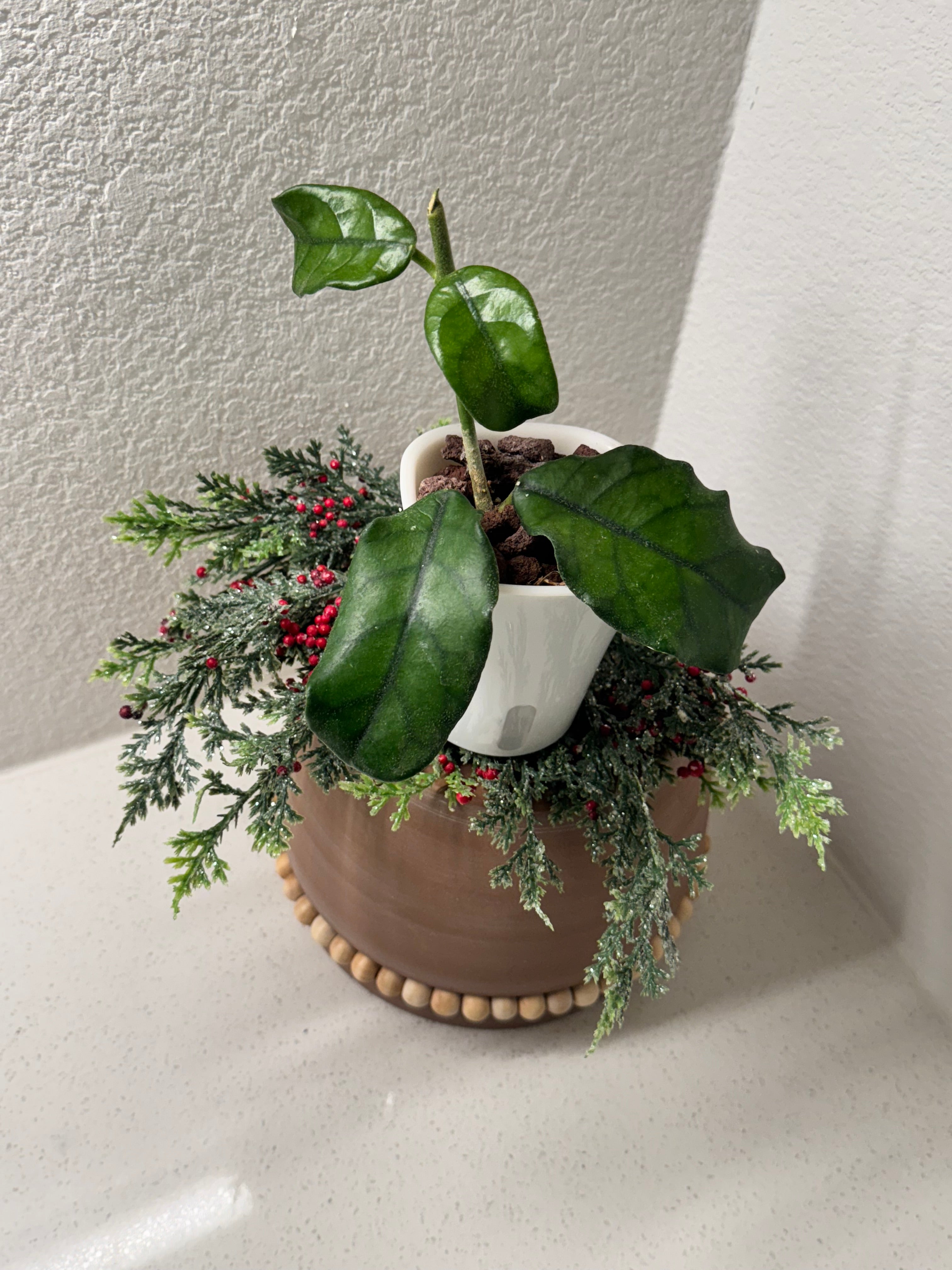 Hoya Globulosa 4-leaf starter plant in self-watering pot with substrate
