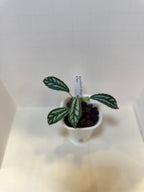 Pilea Cadierei 'Aluminum Plant' - 3" Self-Watering Pot