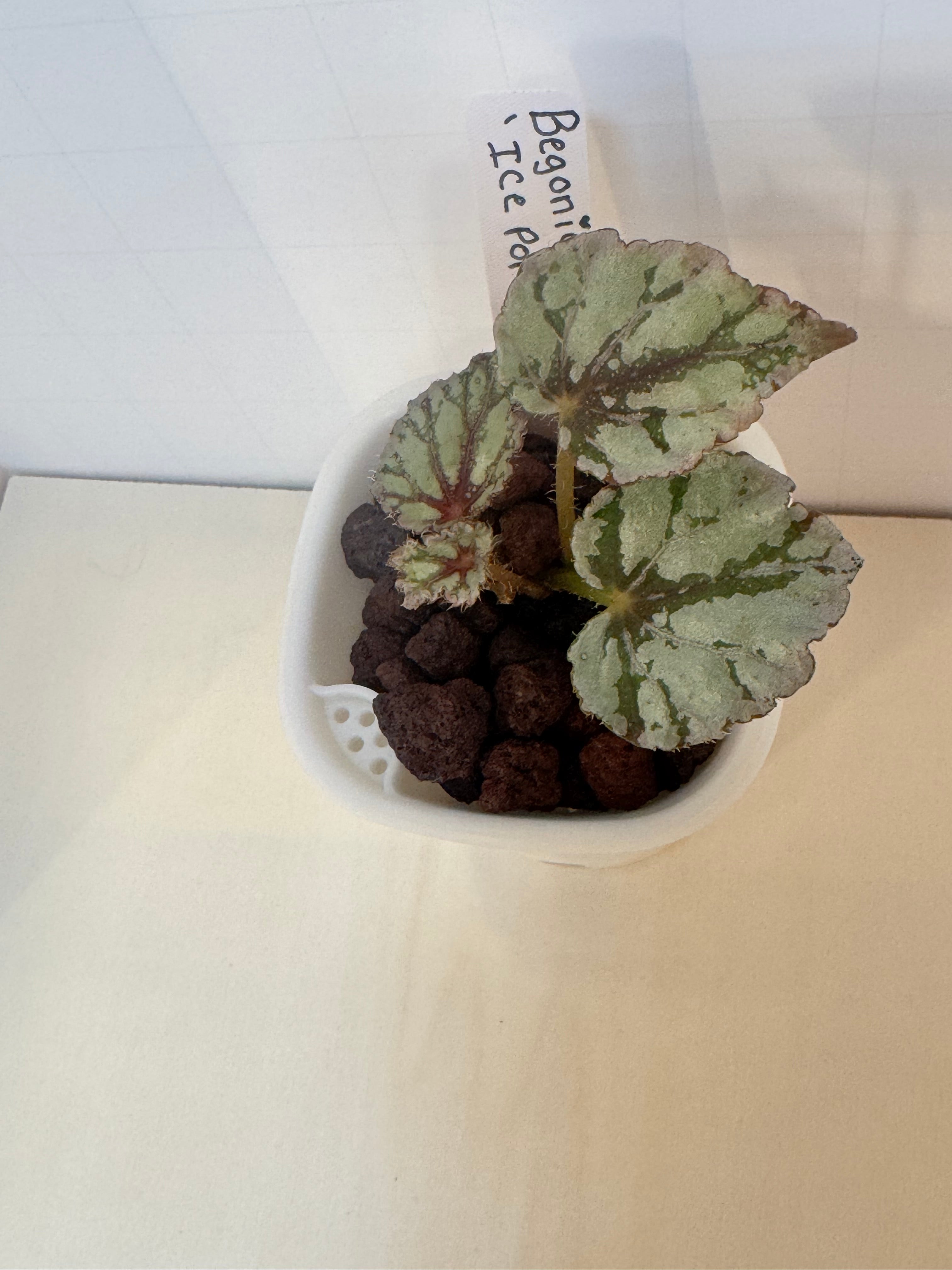 Begonia Ice Pop - 3" Self-Watering Pot