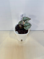 Begonia Ice Pop - 3" Self-Watering Pot