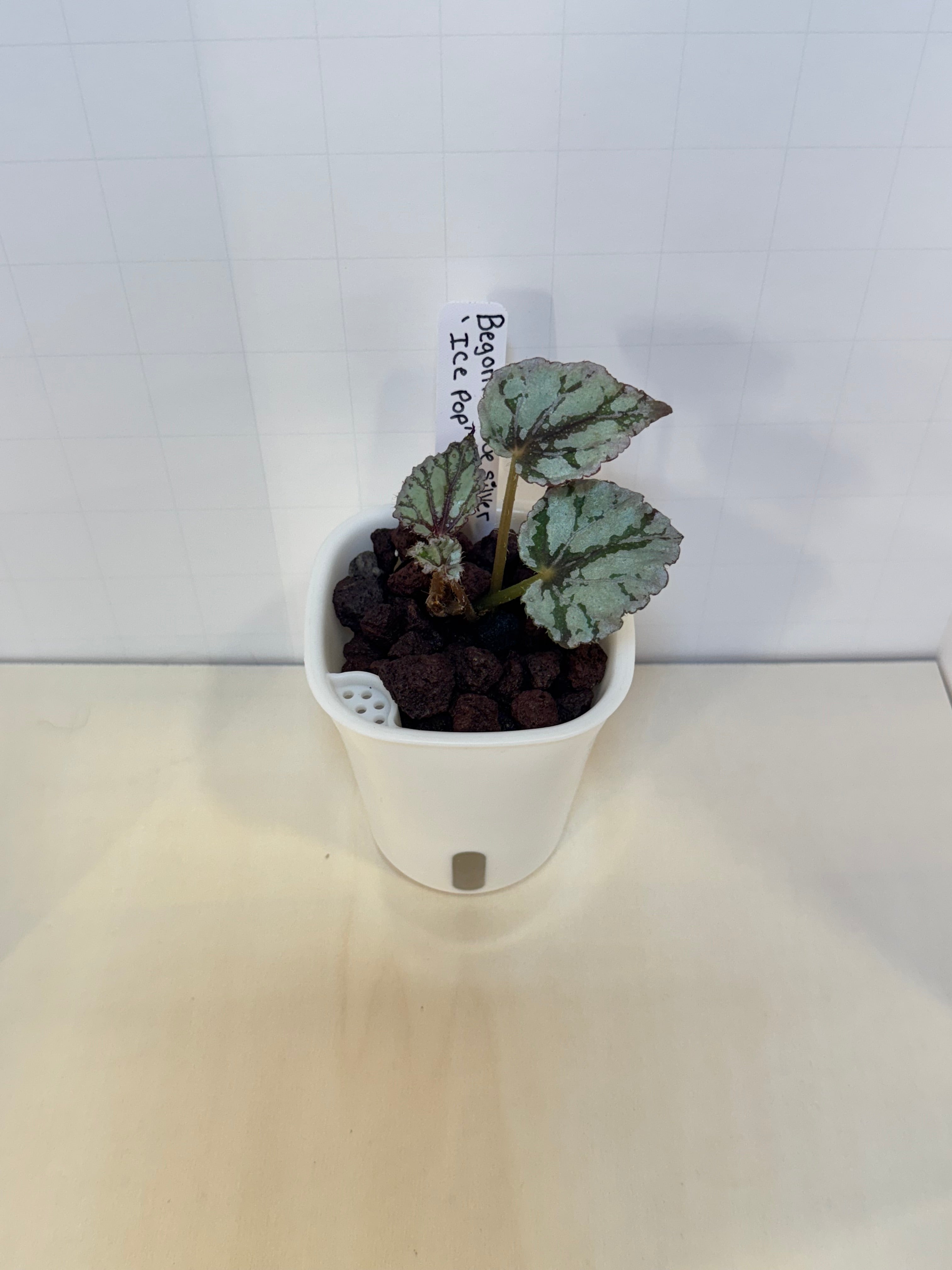 Begonia Ice Pop - 3" Self-Watering Pot