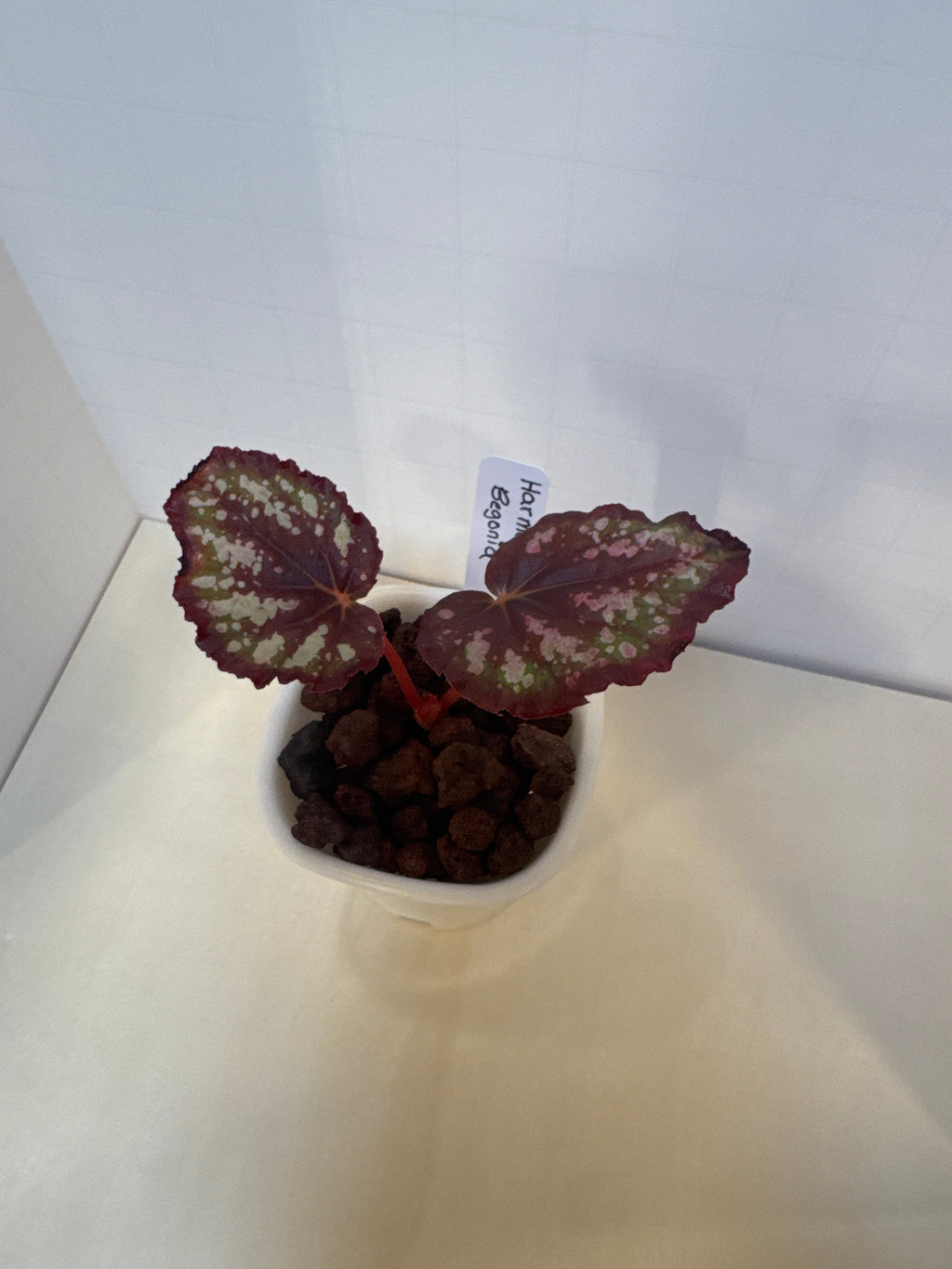 Begonia 'Harmony's Comet' - 3" Self-Watering Pot