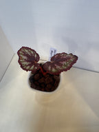 Begonia 'Harmony's Comet' - 3" Self-Watering Pot