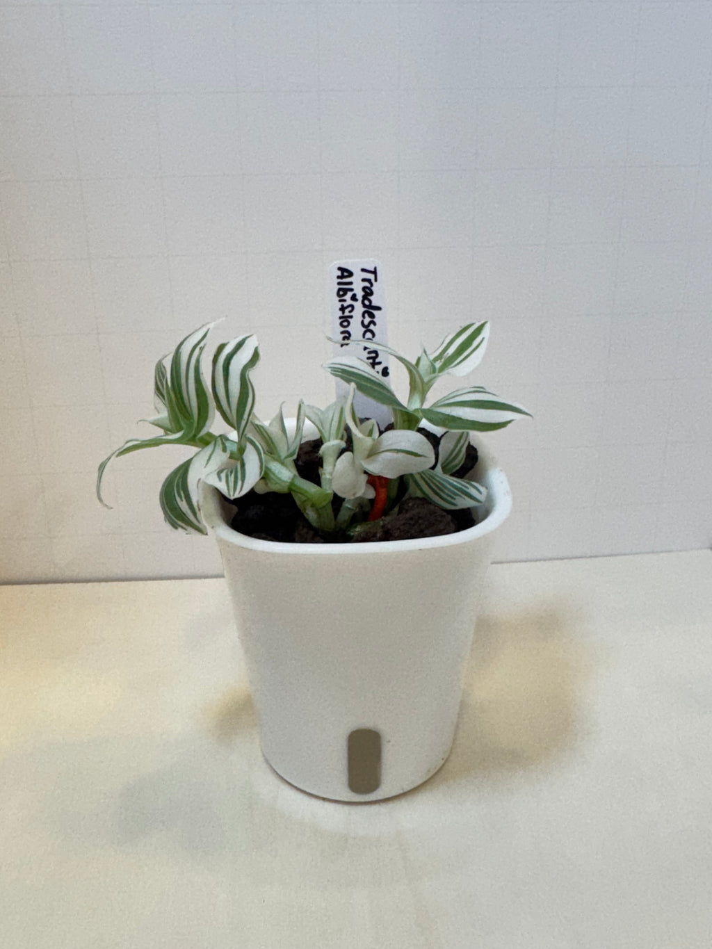 Tradescantia Albiflora - 3" Self-Watering Pot