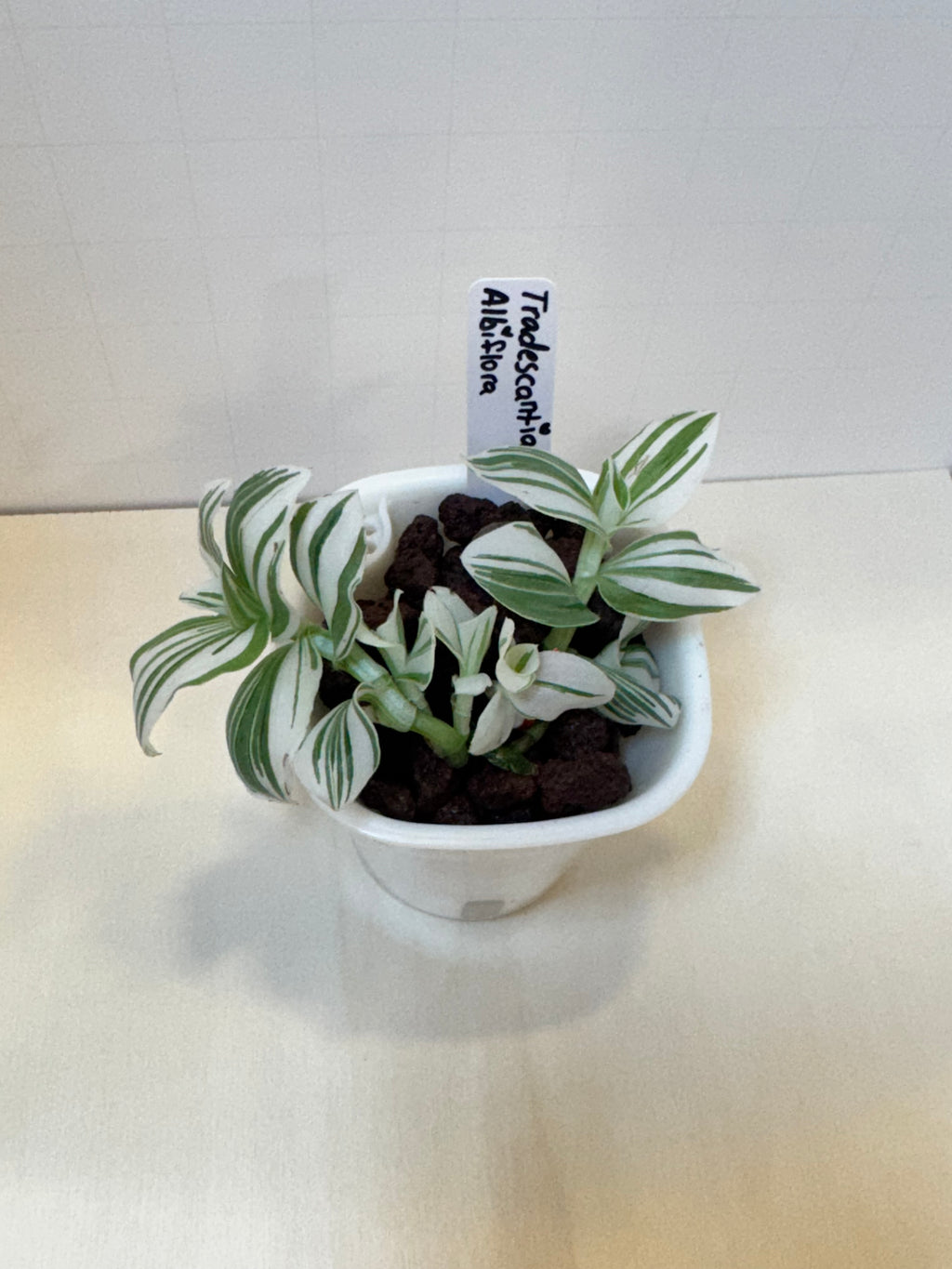 Tradescantia Albiflora - 3" Self-Watering Pot