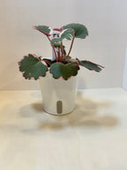 Strawberry Begonia (Saxifraga stolonifera) - 3" Self-Watering Pot