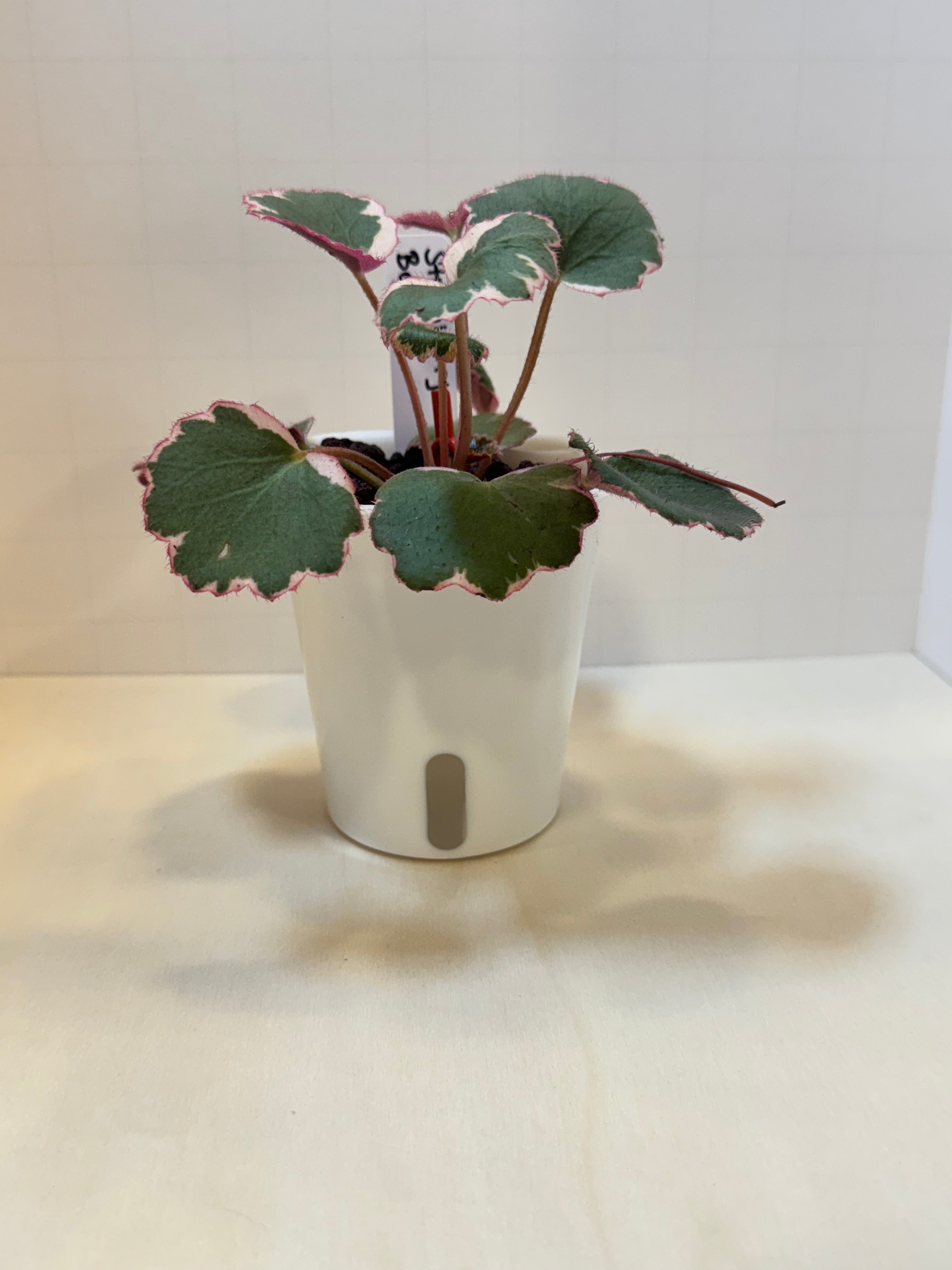 Strawberry Begonia (Saxifraga stolonifera) - 3" Self-Watering Pot