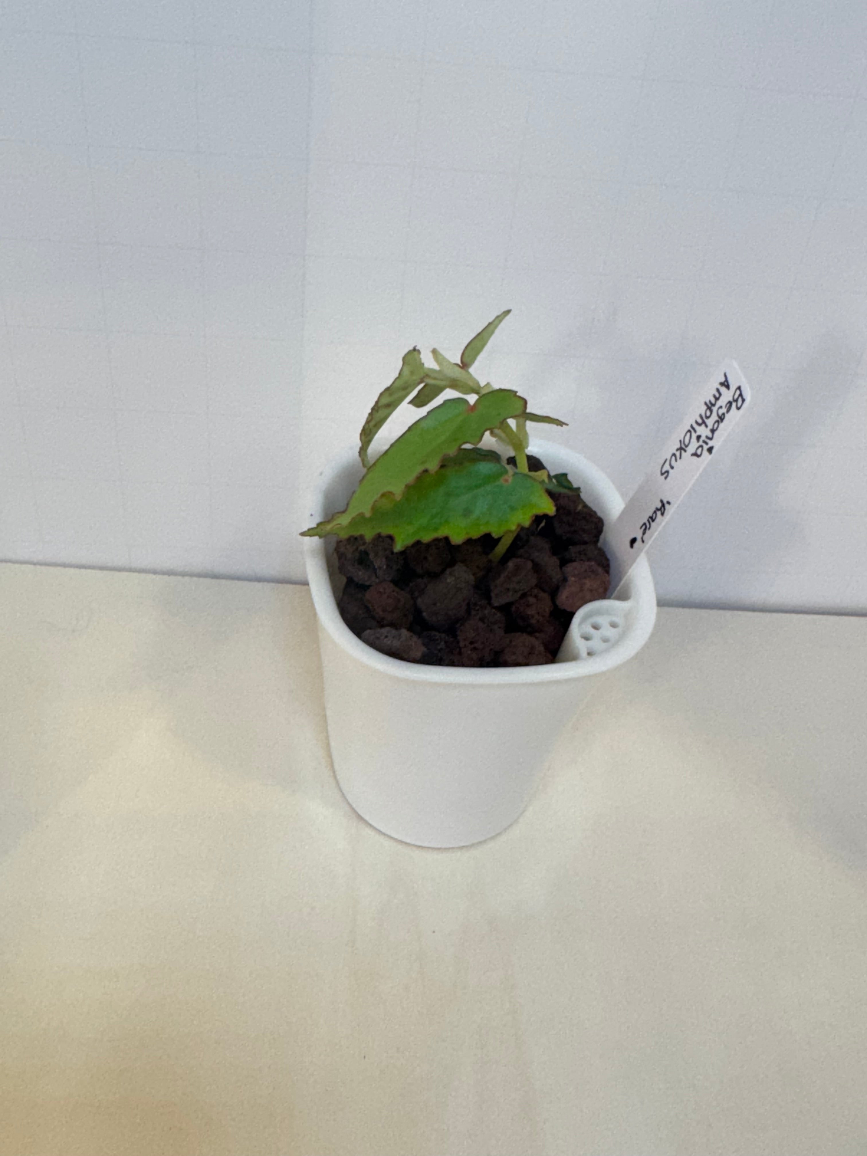 Begonia Amphioxus - 3" Self-Watering Pot