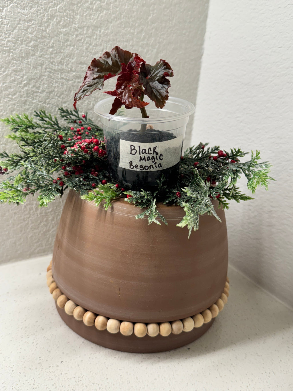 Begonia Black Magic collector begonia full plant view
