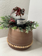 Begonia Black Magic collector begonia full plant view
