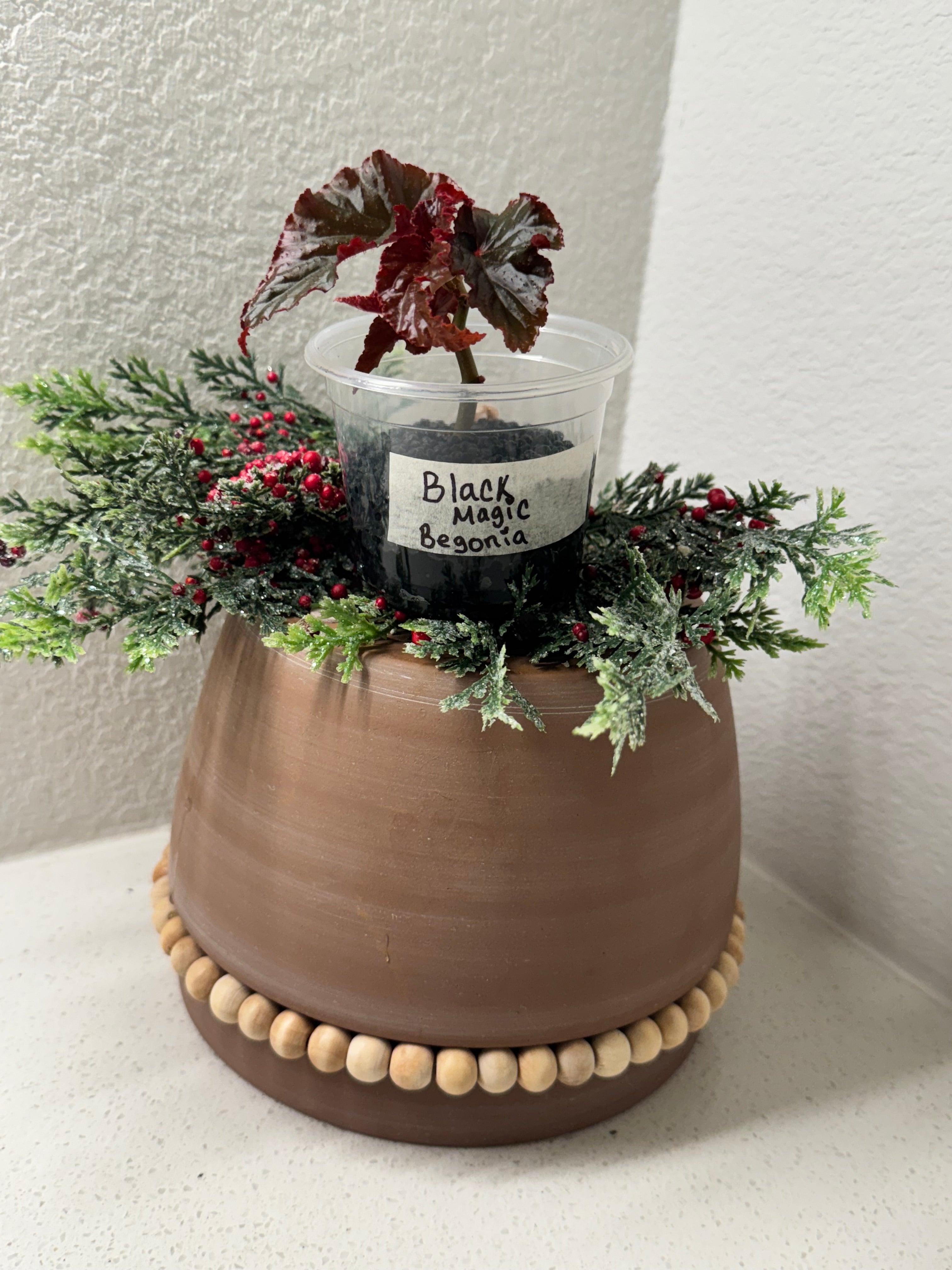 Begonia Black Magic collector begonia full plant view
