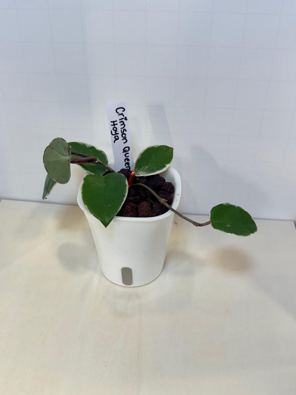 Hoya Carnosa 'Crimson Queen' - 3" Self-Watering Pot