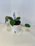 Hoya Carnosa 'Crimson Queen' - 3" Self-Watering Pot