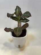 Fittonia 'Pink Nerve Plant' - 3" Self-Watering Pot