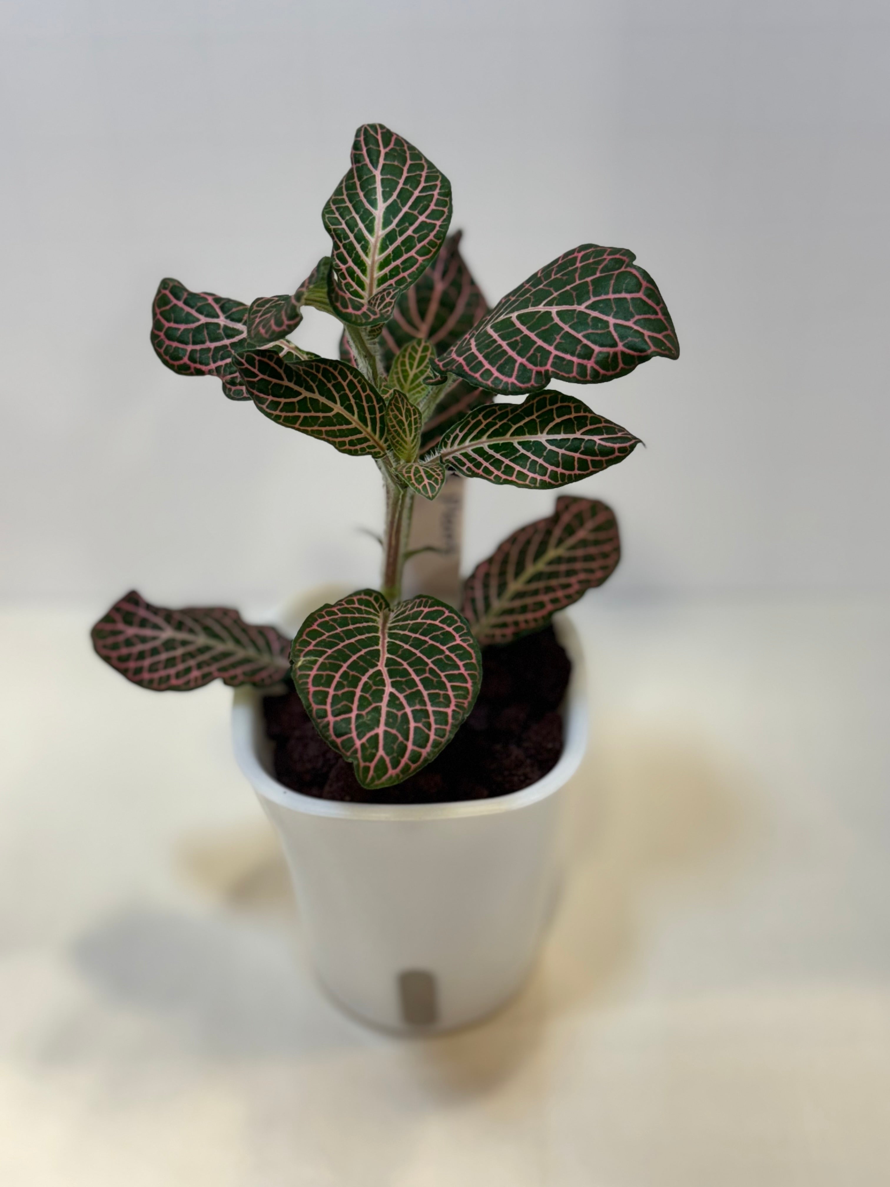 Fittonia 'Pink Nerve Plant' - 3" Self-Watering Pot