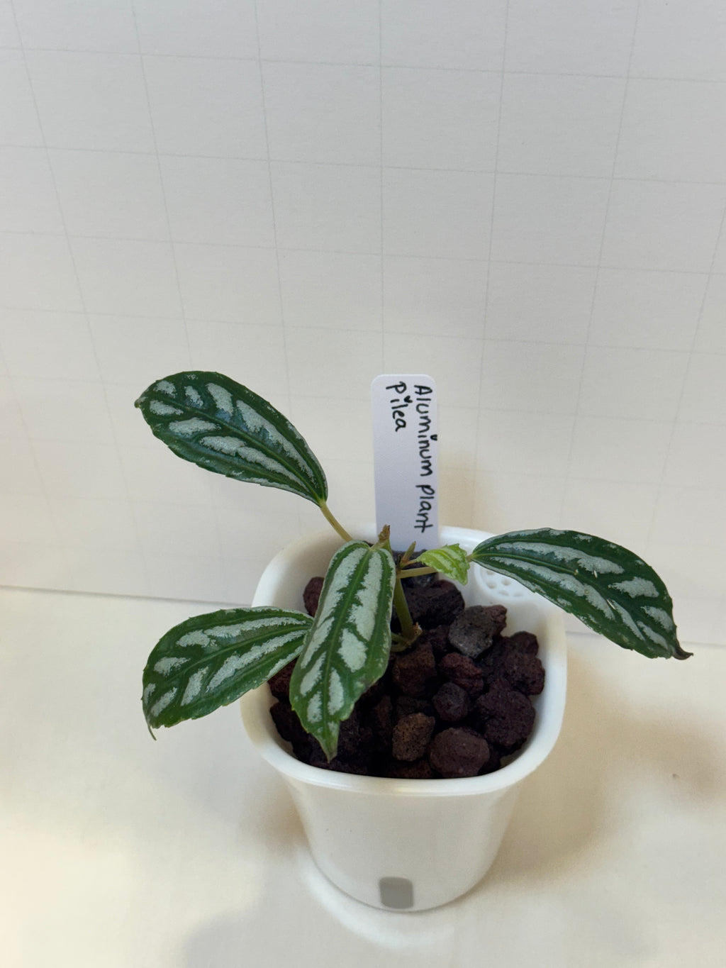 Pilea Cadierei 'Aluminum Plant' - 3" Self-Watering Pot