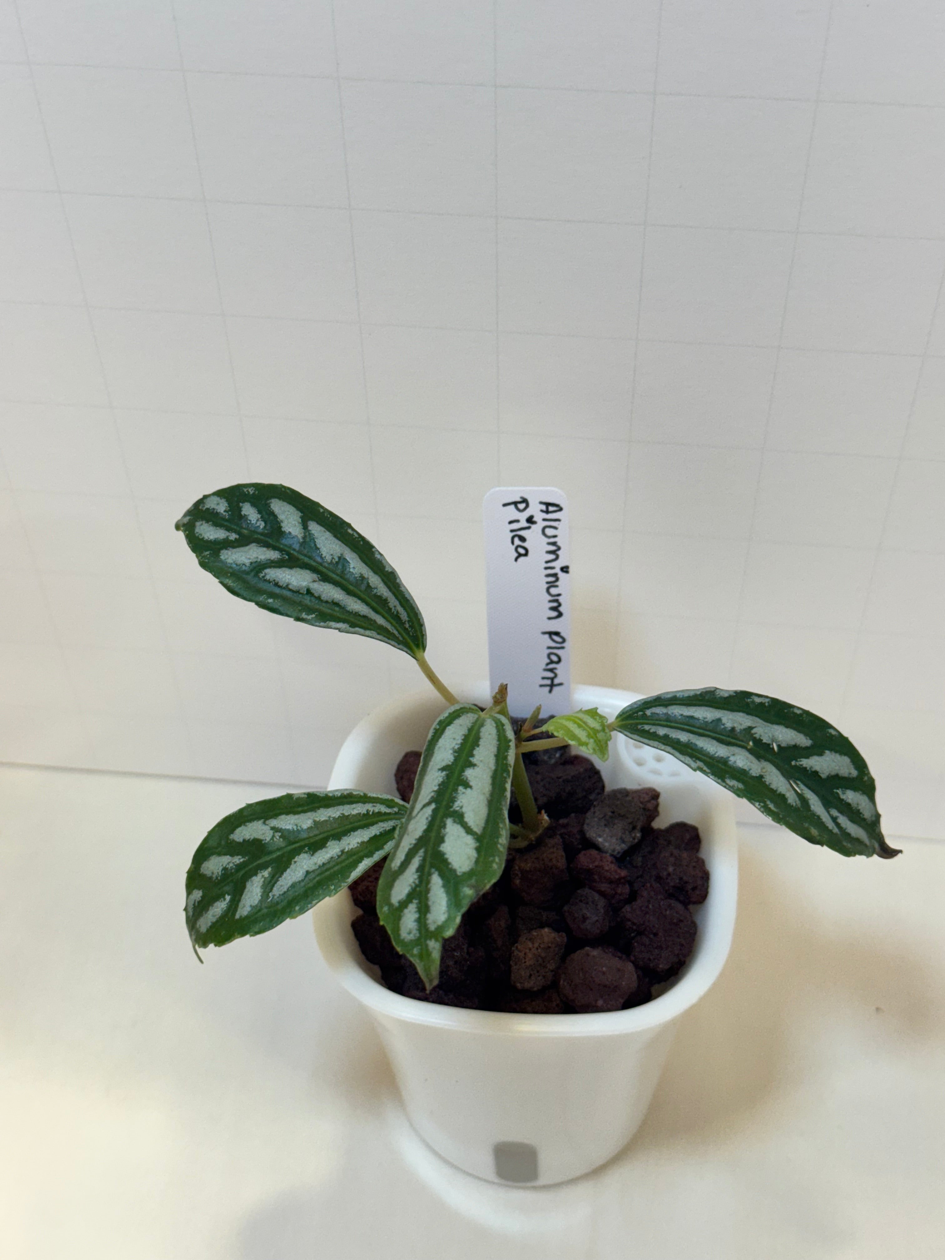 Pilea Cadierei 'Aluminum Plant' - 3" Self-Watering Pot