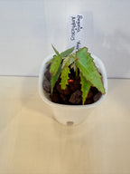 Begonia Amphioxus - 3" Self-Watering Pot