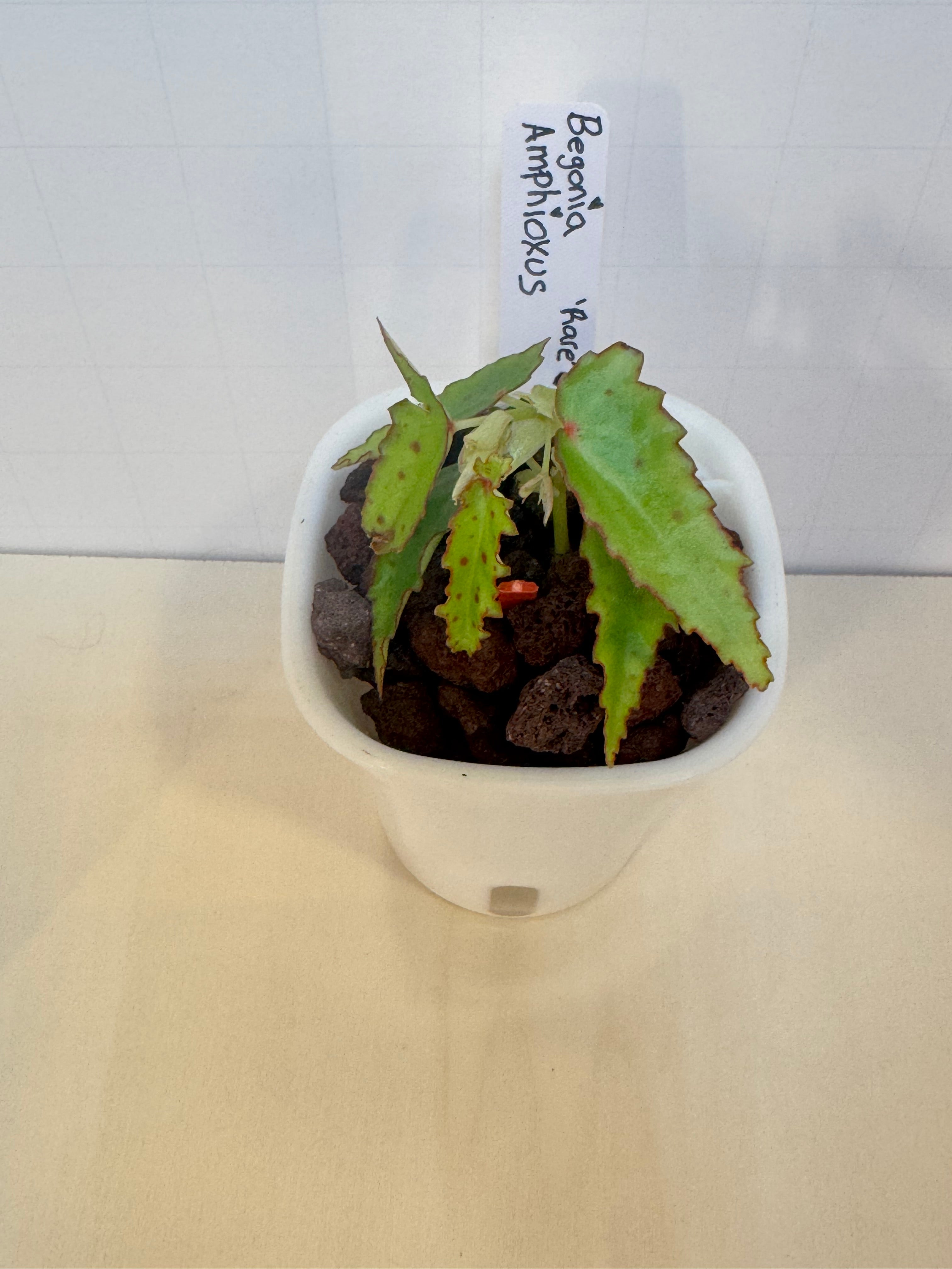 Begonia Amphioxus - 3" Self-Watering Pot