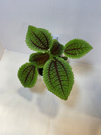 Pilea Mollis 'Moon Valley' - 3" Self-Watering Pot