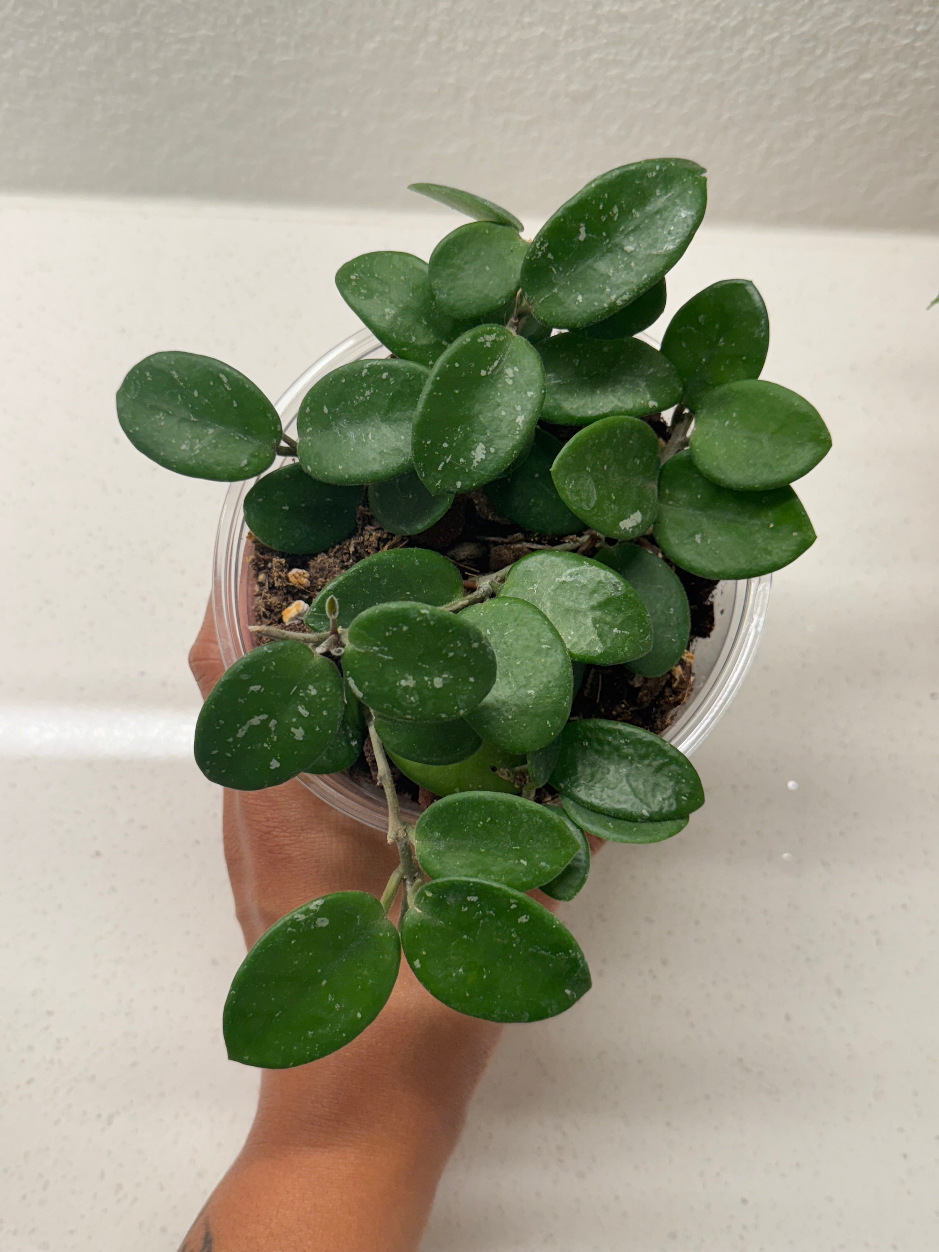 Hoya Matilde Splash 6 inch rooted plant with stunning silver speckles
