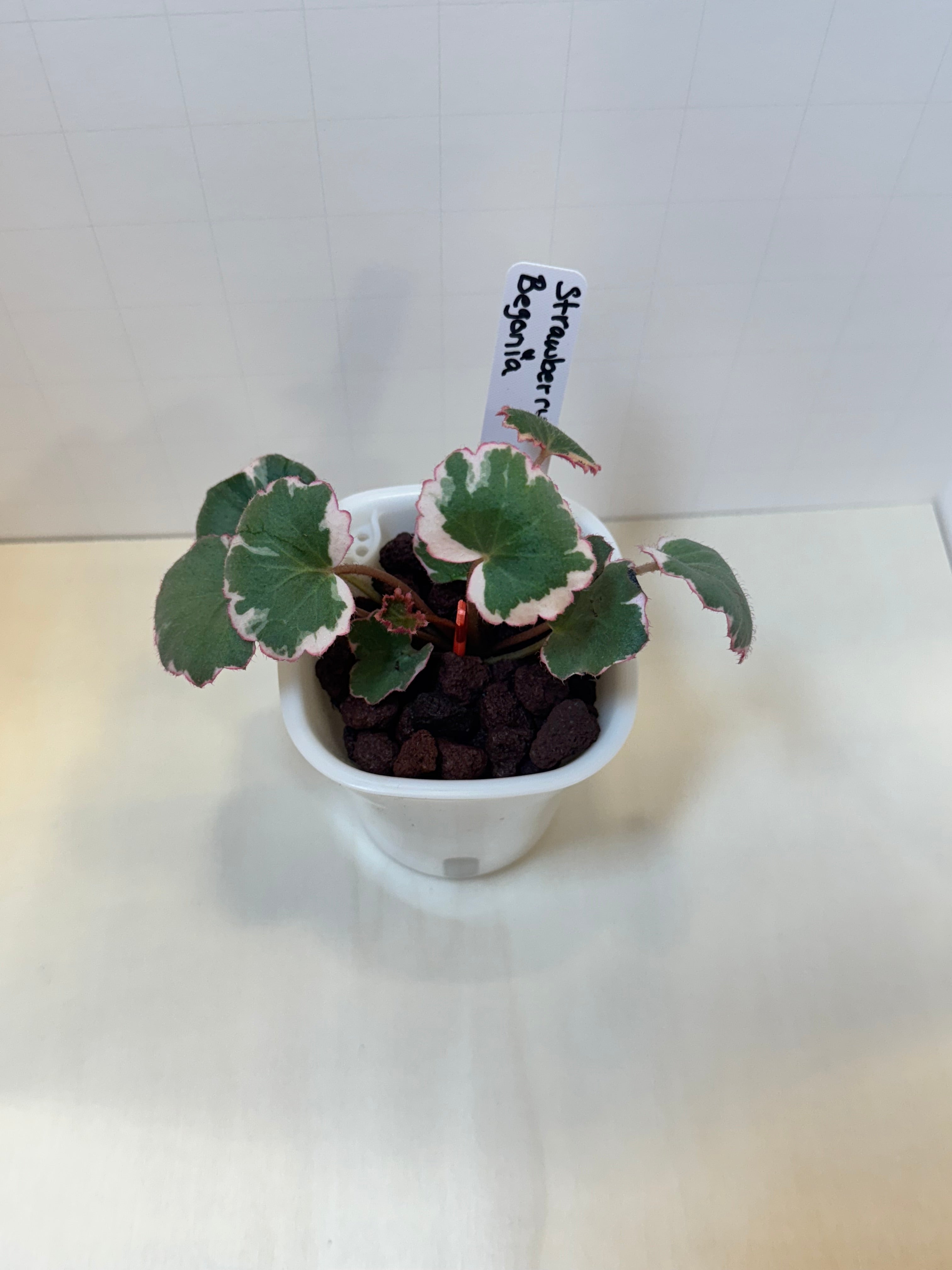 Strawberry Begonia (Saxifraga stolonifera) - 3" Self-Watering Pot