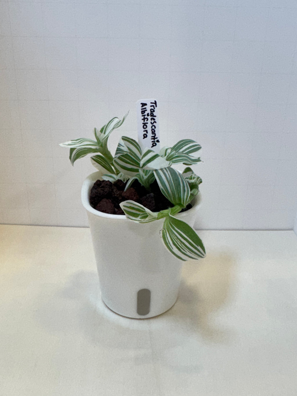 Tradescantia Albiflora - 3" Self-Watering Pot