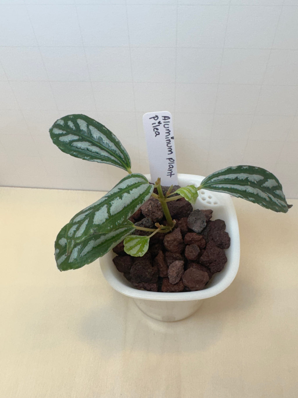 Pilea Cadierei 'Aluminum Plant' - 3" Self-Watering Pot