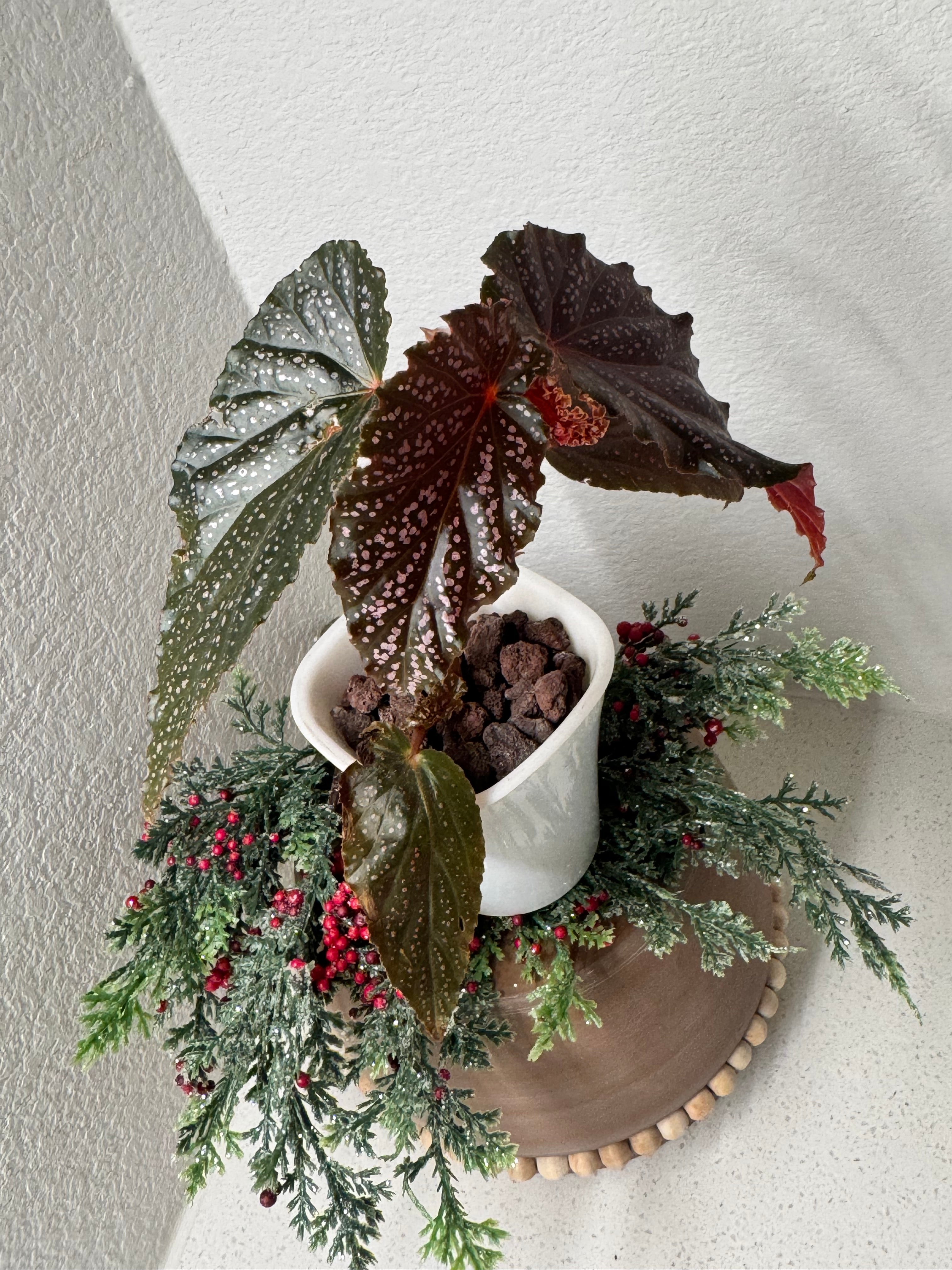 Angel Wing Begonia in 3 inch self-watering pot with lava rock semi-hydro setup
