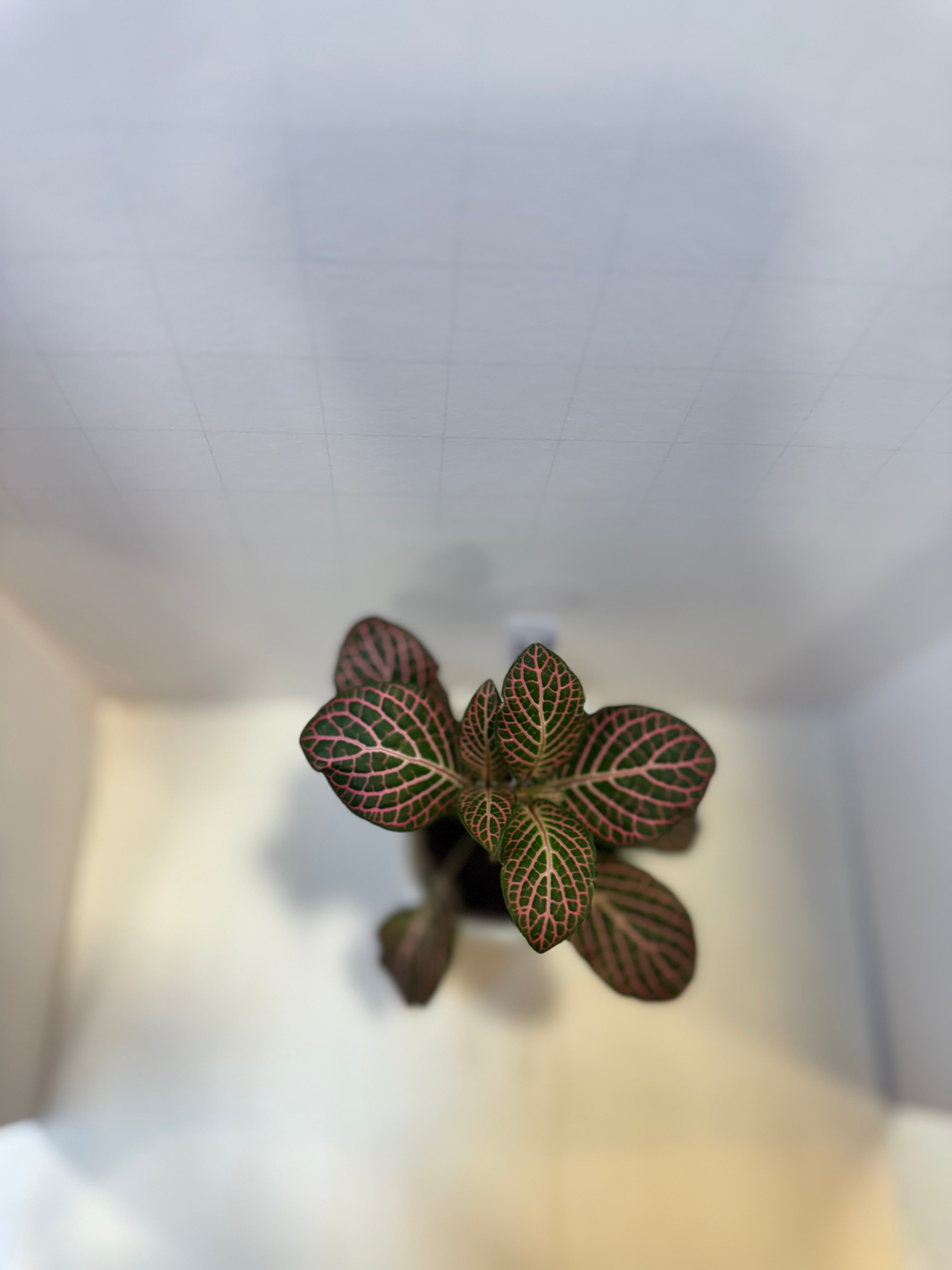 Fittonia 'Pink Nerve Plant' - 3" Self-Watering Pot