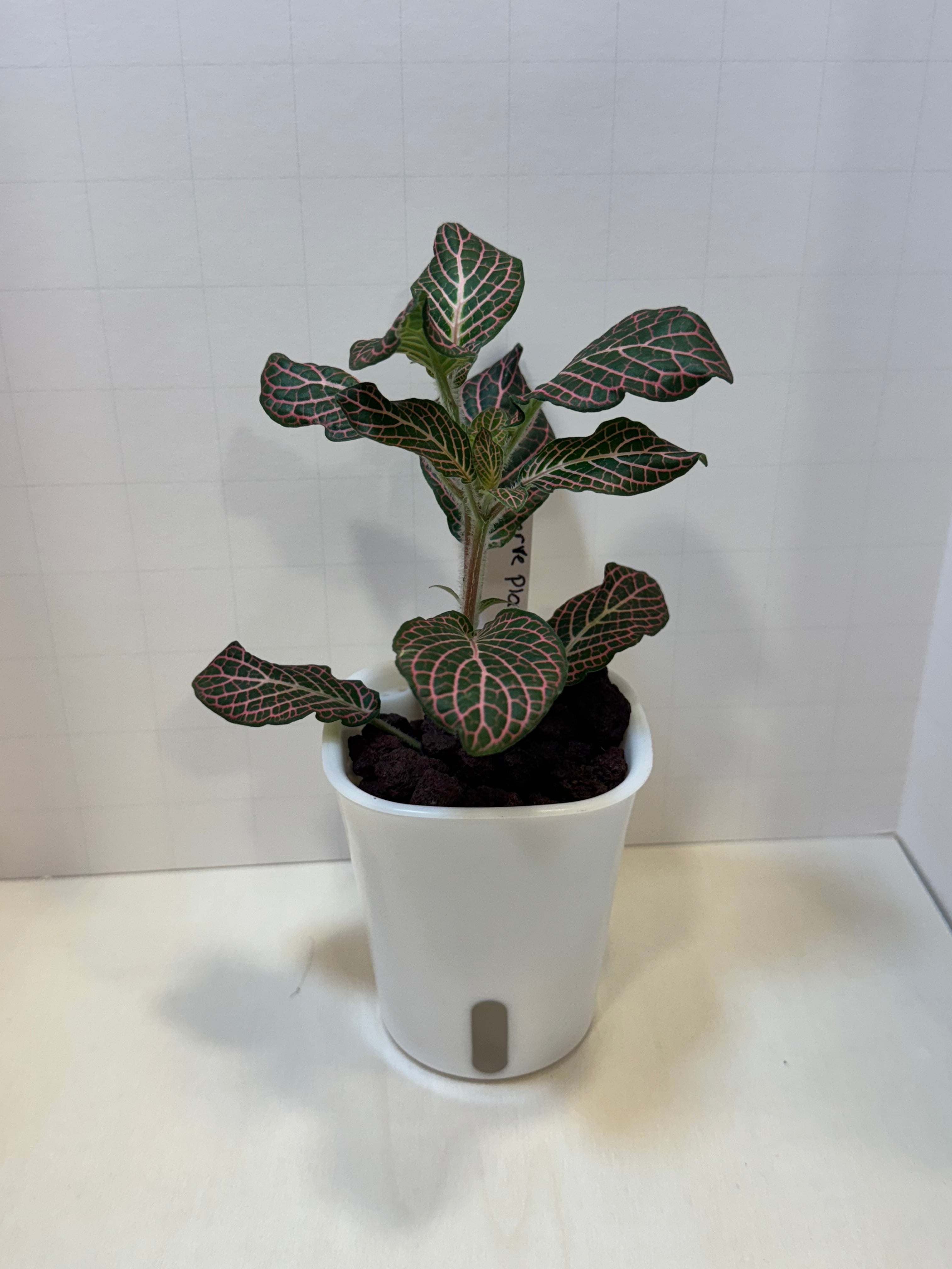 Fittonia 'Pink Nerve Plant' - 3" Self-Watering Pot