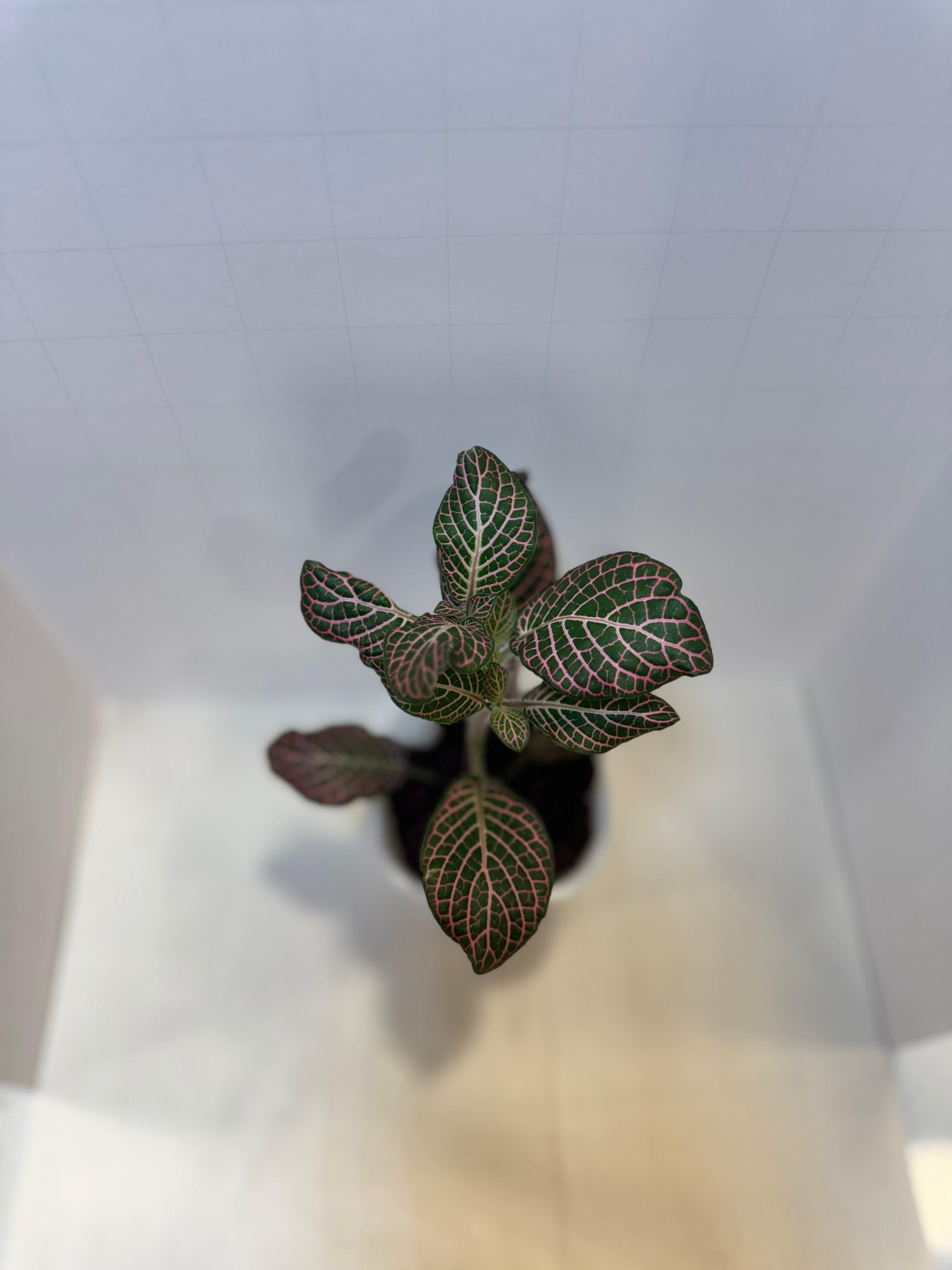 Fittonia 'Pink Nerve Plant' - 3" Self-Watering Pot