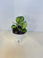 Hoya Australis 'Lisa' - 3" Self-Watering Pot