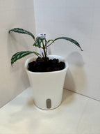 Pilea Cadierei 'Aluminum Plant' - 3" Self-Watering Pot