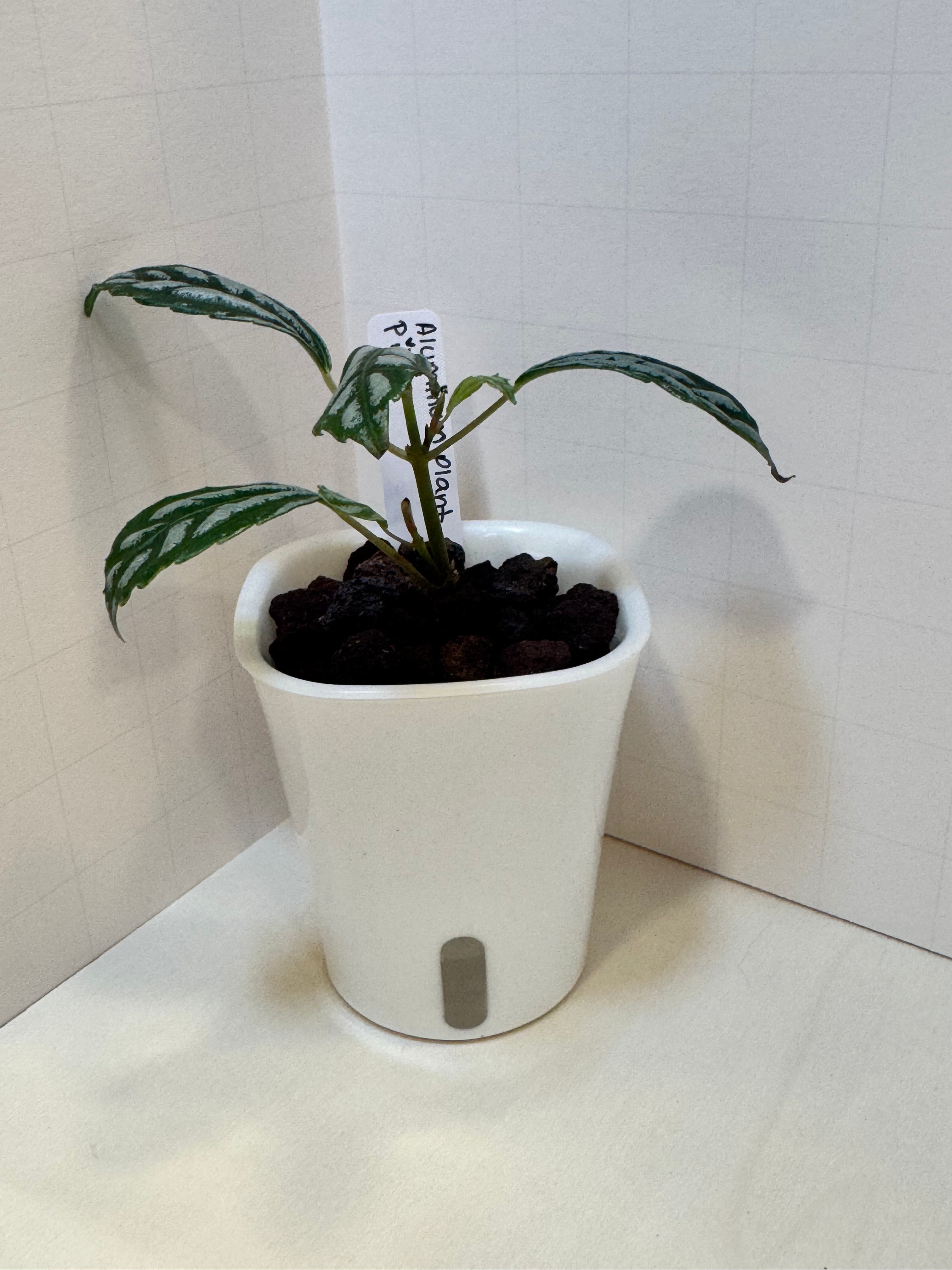 Pilea Cadierei 'Aluminum Plant' - 3" Self-Watering Pot