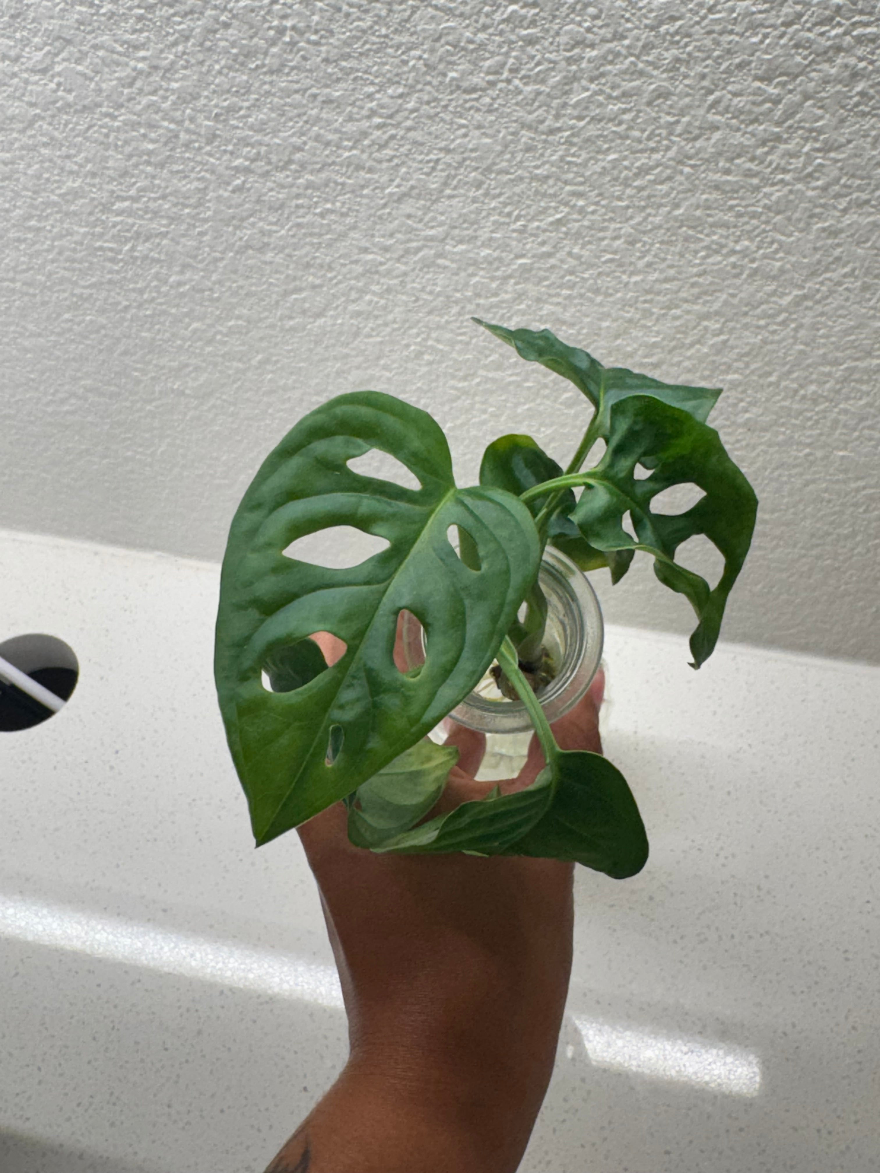 Monstera Adansonii Swiss Cheese Vine in elegant glass vase with 5 leaves
