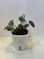 Strawberry Begonia (Saxifraga stolonifera) - 3" Self-Watering Pot