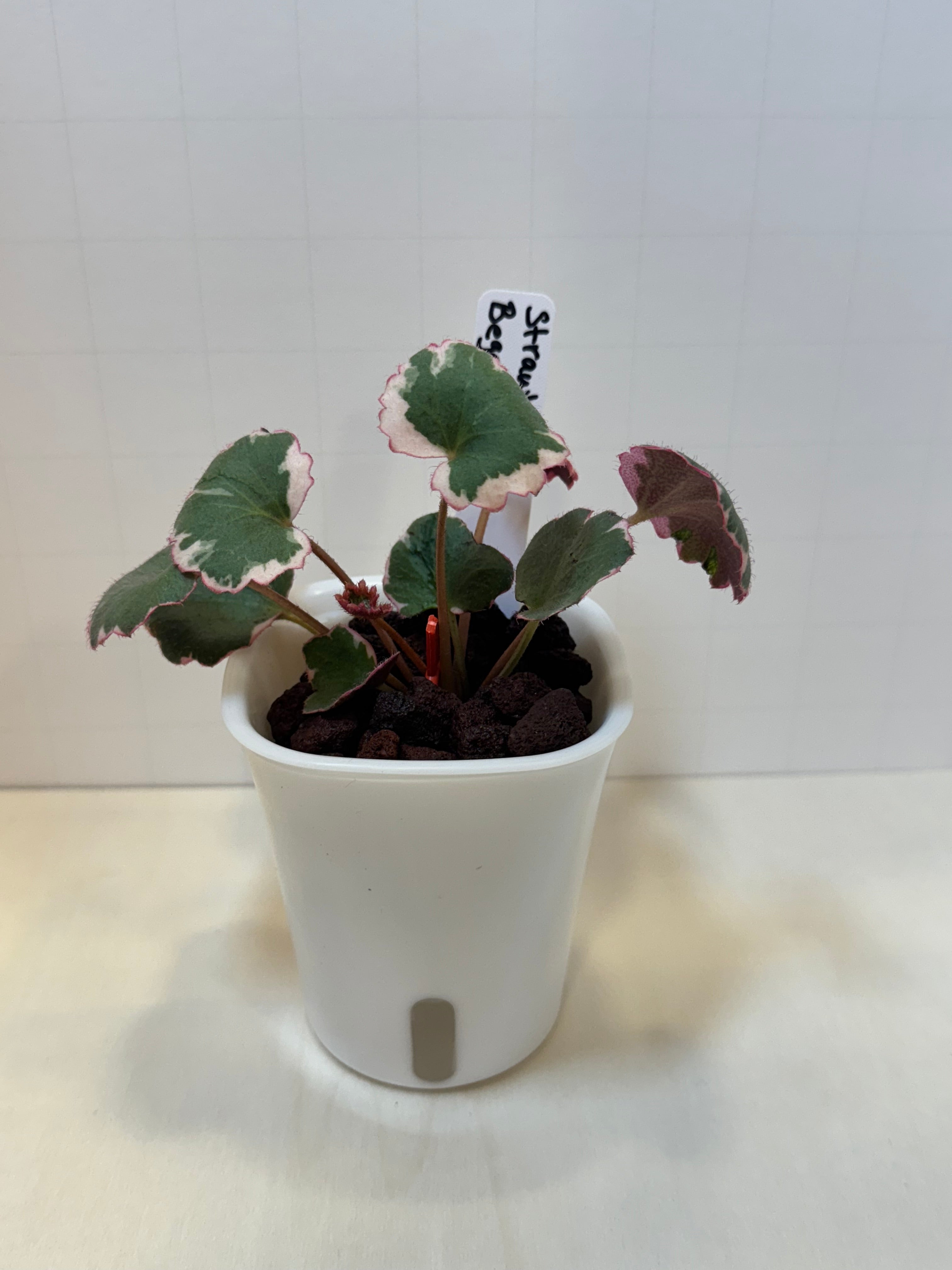 Strawberry Begonia (Saxifraga stolonifera) - 3" Self-Watering Pot