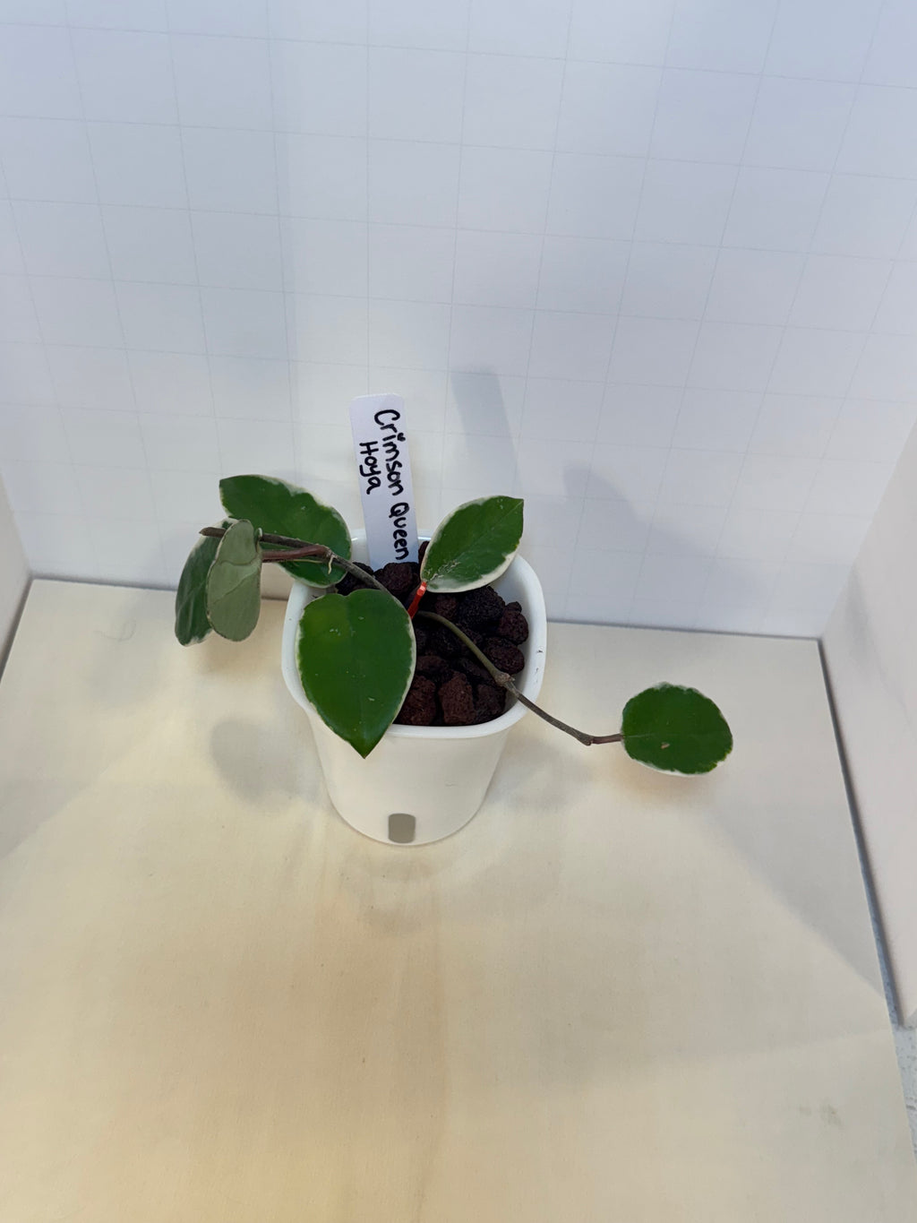 Hoya Carnosa 'Crimson Queen' - 3" Self-Watering Pot