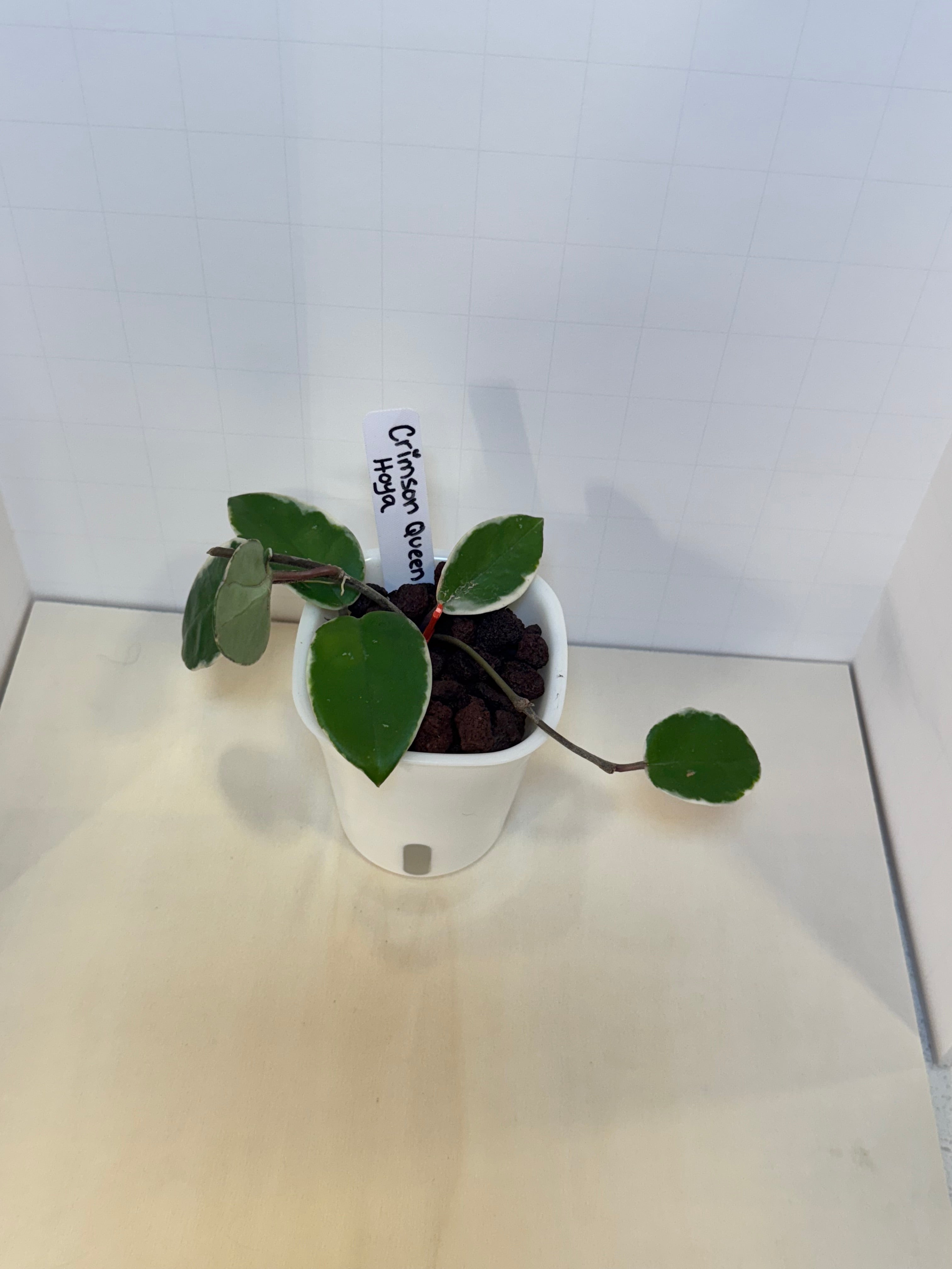 Hoya Carnosa 'Crimson Queen' - 3" Self-Watering Pot