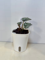 Begonia Ice Pop - 3" Self-Watering Pot