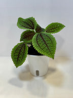 Pilea Mollis 'Moon Valley' - 3" Self-Watering Pot