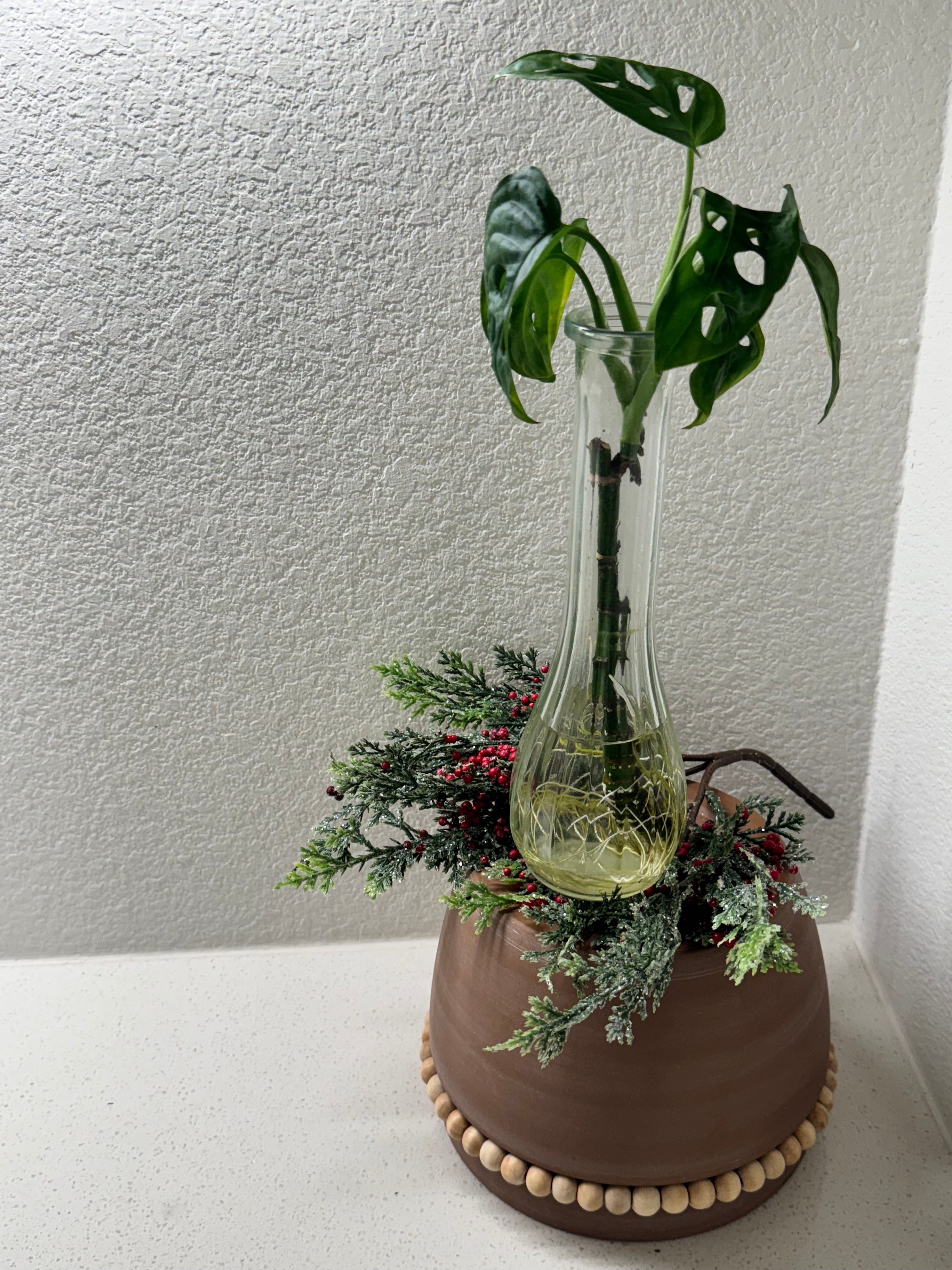 Monstera Adansonii fully rooted plant in water propagation setup
