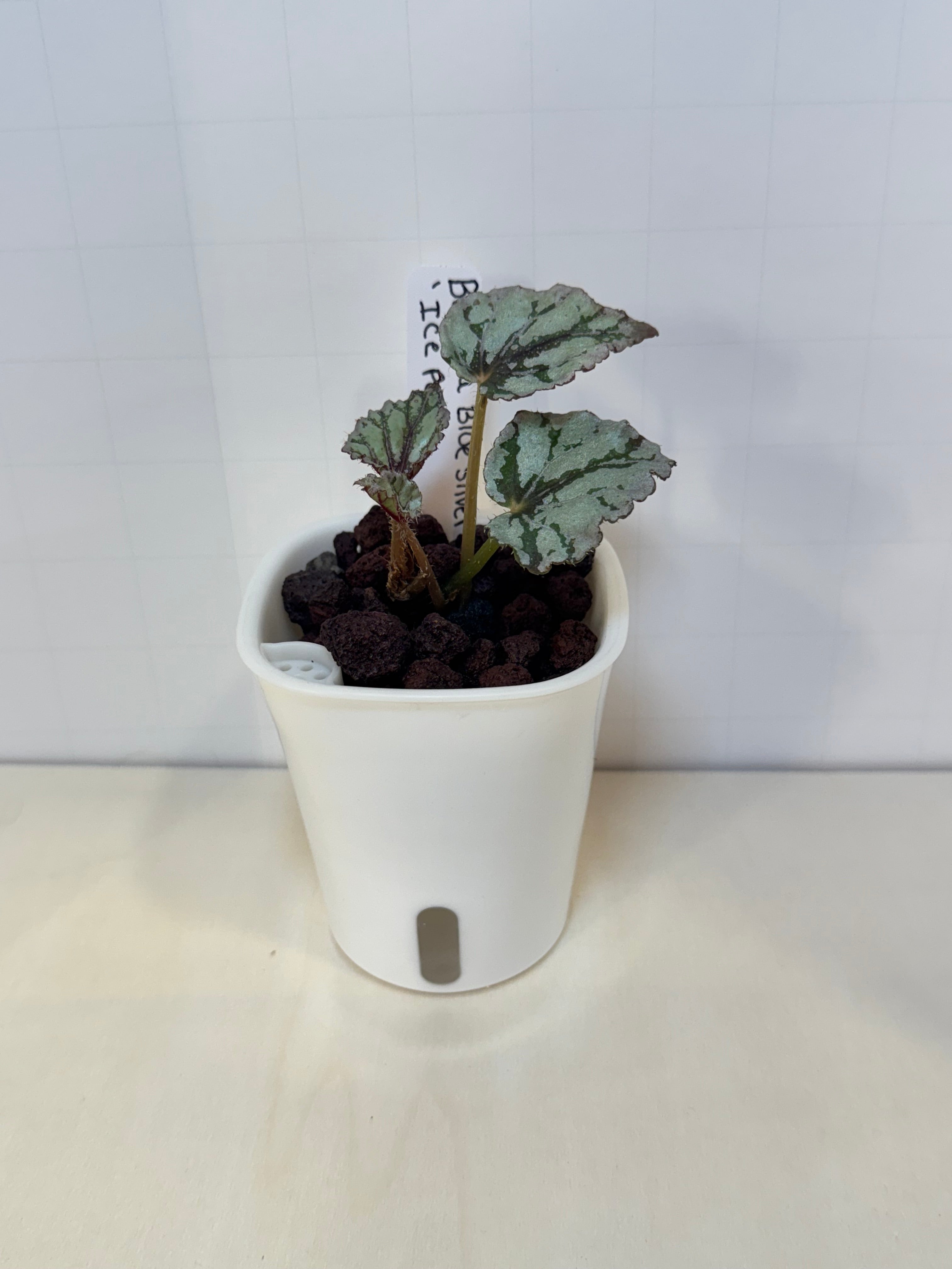 Begonia Ice Pop - 3" Self-Watering Pot