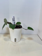 Hoya Carnosa 'Crimson Queen' - 3" Self-Watering Pot