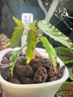Begonia Amphioxus - 3" Self-Watering Pot