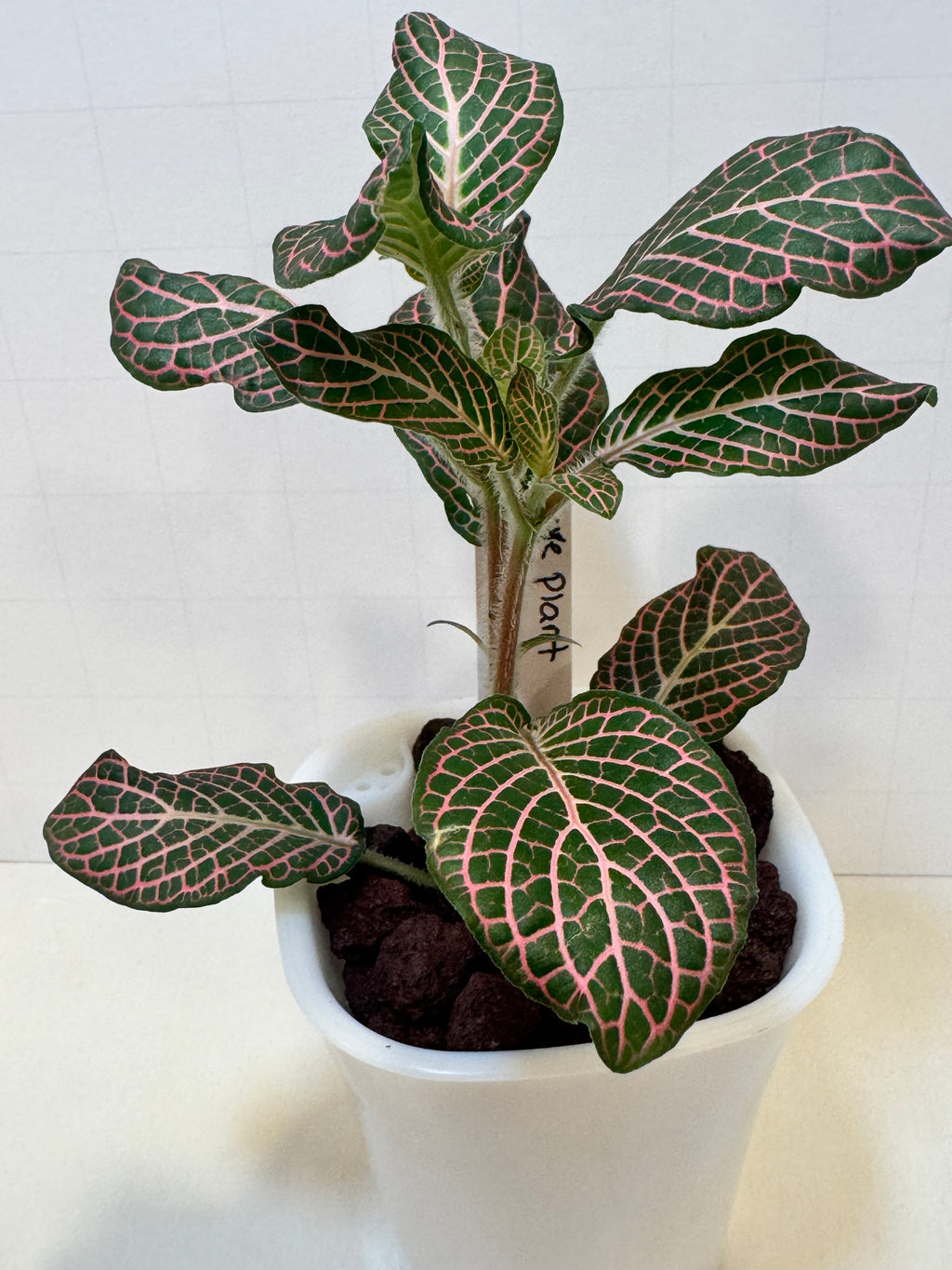 Fittonia 'Pink Nerve Plant' - 3" Self-Watering Pot